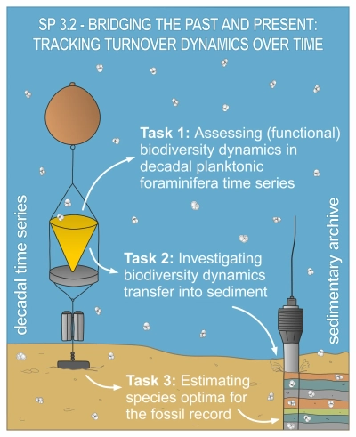 The figure presents a schematic representation of the water column and sea floor. On the left, a sediment trap is depicted, while on the right, a sediment core with different sediment layers is illustrated. Planktonic foraminifera are shown sinking to the sea floor. In the center, the three main tasks of project SP3.1 are outlined.