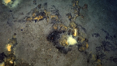 Die Abbildung zeigt den von hydrothermalen Ablagerungen geprägten Ozeanboden am Polaris-Hydrothermalfeld. Zu sehen sind auch einige kleine Schornsteinstrukturen, die teilweise mit Mikrobenmatten (in blassgelb) bewachsen sind. Foto: PS101 AWI OFOS System