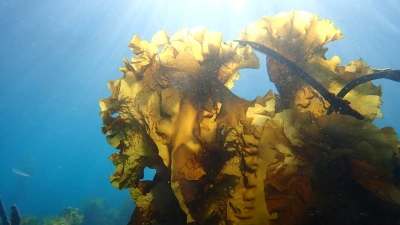 Abbildung zeigt Kelp, hier Saccharina latissima um Nuuk, Grönland, sind braune Makroalgen, die dichte und ausgedehnte Unterwasserwälder entlang der arktischen Felsküsten bilden. Die ökologische Rolle des Kelps kann mit der von Bäumen an Land verglichen werden: Sie bieten Nahrung, Lebensraum und sind Kinderstube für eine Vielzahl von Organismen und erhalten so komplexe Ökosysteme.