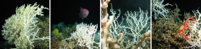 © ROV Cherokee, MARUM