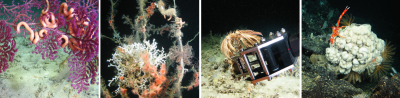 © ROV Cherokee, MARUM
