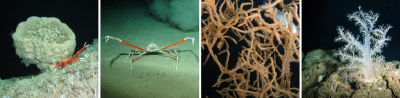 © ROV Cherokee, MARUM