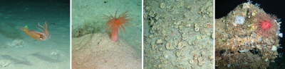 © ROV Cherokee, MARUM