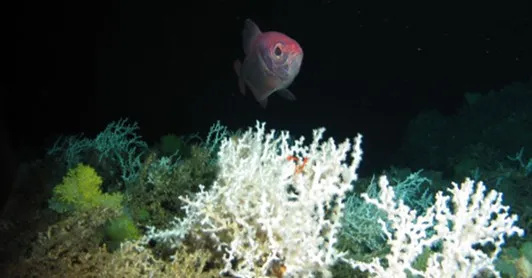 copyright: MARUM ROV Cherokee