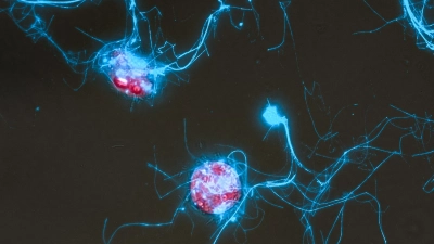 Die Kieselalge Conticribra weissflogii (rot) und die von ihr ausgeschiedenen Zuckerpolymerstrukturen (blau). Foto: Marlene Reich