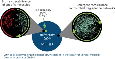 The figure illustrates why dissolved organic matter (DOM) persists in the ocean for several millenia (Dittmar & Lennartz, 2024.