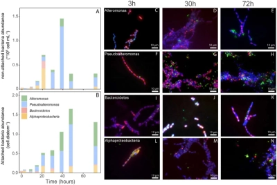 The figure illustrates examples of sequential bacterial colonization of an aggregate.