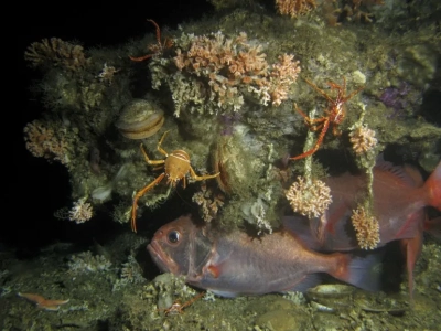 The figure illustrates a cold-water corals on the Mauritanian slope (ROV-image recorded during MSM16-3 (Phaeton); copyright: T. Lundälv, Tjärnö Marine Laboratory, University of Gothenburg, Sweden)