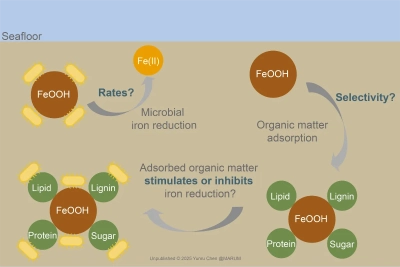 This figure shows the interaction of adsorbed organic matter and iron reduction