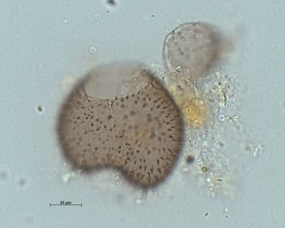 Votadinium spinosum