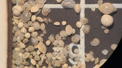 Benthische Foraminiferen aus einem der sauerstoffreichen Abschnitte, die in unserer Studie gefunden wurden. Foto: MARUM – Zentrum für Marine Umweltwissenschaften, Universität Bremen; S. Barragán-Montilla