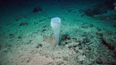 Abbildung zeigt Ein Schwamm im westlichen indischen Ozean, aufgenommen mit ROV MARUM-SQUID an Bord der Expedition SO 306. Foto: MARUM – Zentrum für Marine Umweltwissenschaften, Universität Bremen