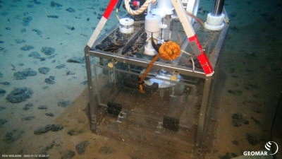 Abbildung zeigt Stratmann wird für ihre Forschung Inkubationskammern nutzen. Darin können Schwämme im Feld untersucht werden. Foto: GEOMAR/ROV Kiel 6000 während Expedition SO 295