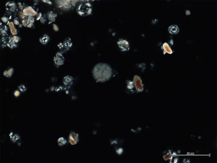 Kalkige Nannofossilien aus dem SW Pazifischen Ozean belegen, dass markante Änderungen vor dem PETM passiert sind. Foto: MARUM – Zentrum für Marine Umweltwissenschaften, Universität Bremen; H. Jones 