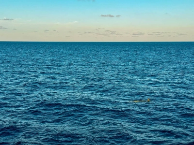 AUV oder auch Robbe gesichtet?! Anblicke zwischen Maschine und Meer. Foto: Anthea Oestreicher