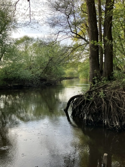 Wetland near Bremen