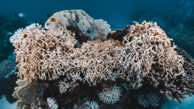 Nur die oberste Schicht einer Korallenkolonie enthält Leben. In den winzigen Öffnungen wohnen im Meer die Korallenpolypen und einzelligen Algen-Untermieter, die Zooxanthellen. Der Rest besteht aus Calciumcarbonat. Foto: Daniel Nicholson / Ocean Image Bank