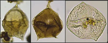Arctic Paleogene peridinioids’ (incl. Soaniella granulata)