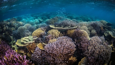 Korallenriff Houtman Abrolhos, Western Australia. Foto: Ocean Image Bank, Matt Curnock