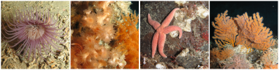 © ROV Cherokee, MARUM