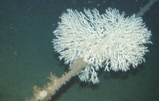 © ROV Cherokee, MARUM