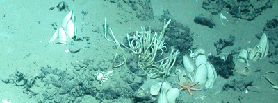 Cold Seeps