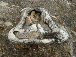 Echinoid (Santa Maria, Azores, Portugal)