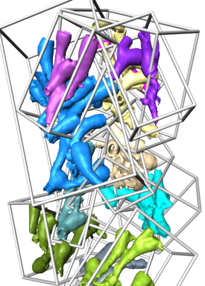CT image of cold-water coral clast in a gravity core from northern Norway