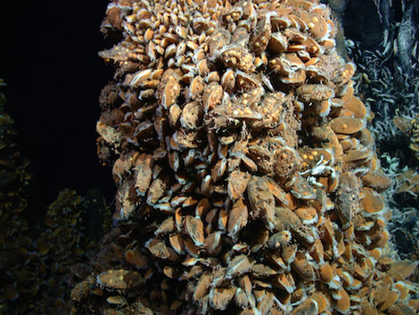 Photo aufgenommen mit dem ROV Jason 2 des WHOI, Ausfahrt MSM 04/3, Fahrtleitung C. Borowski/Max-Planck-Institut für Marine Mikrobiologie