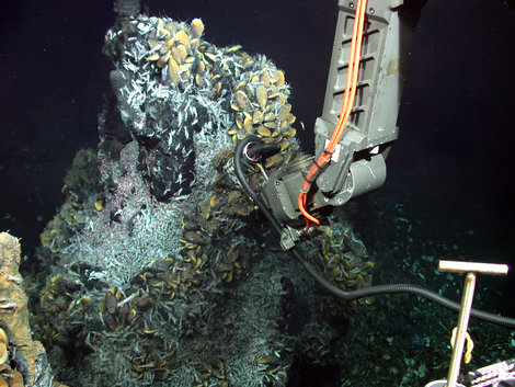Photo aufgenommen mit dem ROV Jason 2 des WHOI, Ausfahrt MSM 04/3, Fahrtleitung C. Borowski/Max-Planck-Institut für Marine Mikrobiologie