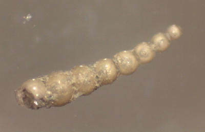 Foraminiferen-Type, der vermutlich im Pleistozän ausgestorben ist