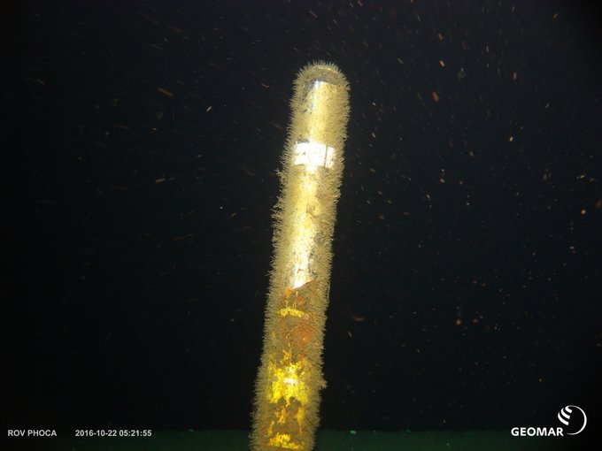 ROV PHOCA findet das MeBoCORK Observatorium, das mittlerweile von Organismen bewachsen ist. Foto: ROV GEOMAR