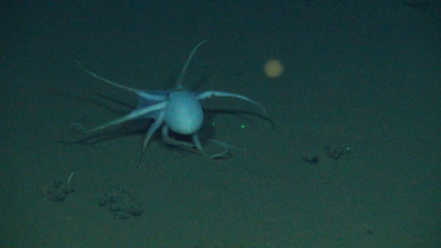 Tiefsee-Krake am Grund des Peru-Beckens, Pazifik. Aufnahme des ROV Kiel6000, entstanden auf der SONNE-Expedition 242. Foto: ROV-Team, GEOMAR
