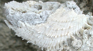Spondylus gaederopus, mid-Pleistocene, Rhodes, Greece