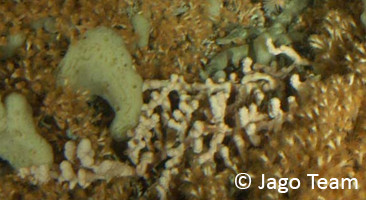 Cold-water coral reef, off Norway