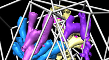 3D-reconstruction of Lophelia pertusa