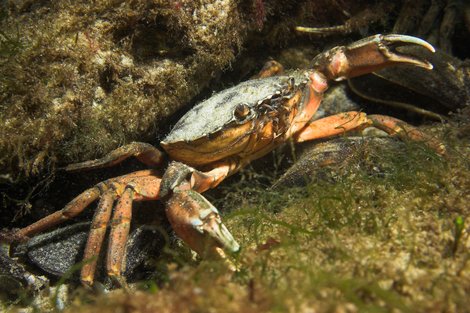 Strandkrabbe