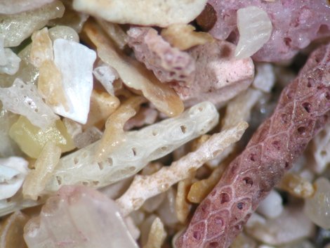 Maerl-Sand unter dem Mikroskop