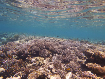 the reef