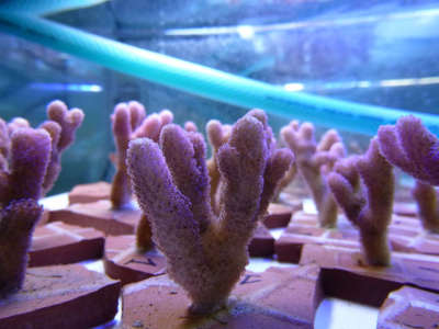 coral fragments
