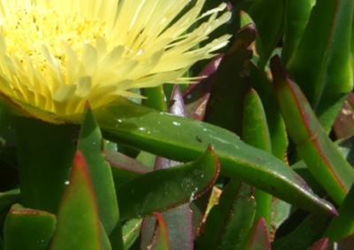 plant waxes