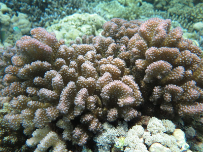 Pocillopora verrucosa, the model organism