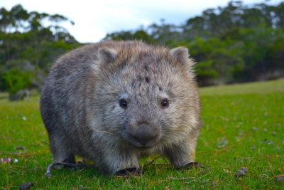 Wombat on Maria Island (Photo: Sandra Curin Osorio)