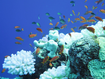 Bleached coral heads in the Southern Central Red Sea