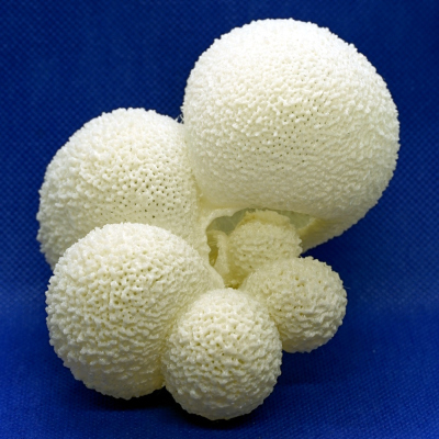 Globigerinella radians