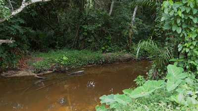 Tropischer Fluss