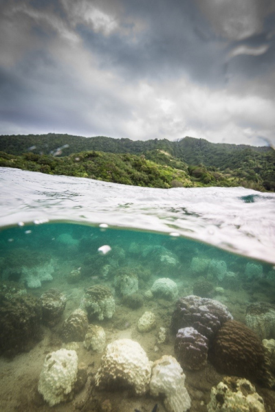 The bleaching in March 2016 at Beqa Island. Photo credits to Tom Vierus