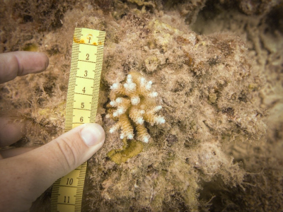 Measuring the density of juvenile corals at our sites