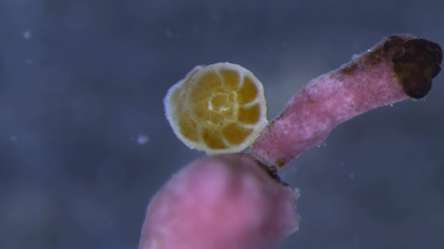 Close-up, microscopic image of the foraminiferal species Pararotalia calcariformata on its algal substrate from Nachsholim National Park (Israel). The microalgae give the foraminifera a light brown color when they gleam through the calcite shells. Photo: 